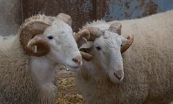 Türkiye'nin en değerli koçları rekor fiyatlara satılıyor