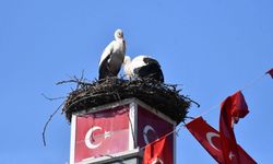 Yuva yapacak alan bulamayan leylekler yeniden geldi