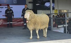 Bu koç 1 milyon 110 bin TL'ye satıldı