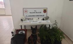Yalova’da evinde uyuşturucu yetiştiren şüpheli yakalandı