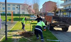 Hendek'te yeşil alanlarda temizlik ve ağaçlandırma seferberliği