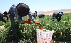 Mevsimlik tarım işçilerinin ücretleri yüzde 37,8 arttı