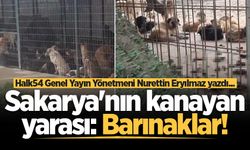 Sakarya'nın kanayan yarası: Barınaklar!