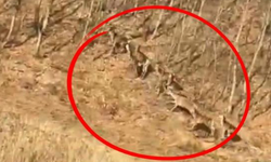 Geyik sürüsü görüntülendi