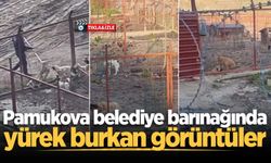 Pamukova belediye barınağında yürek burkan görüntüler