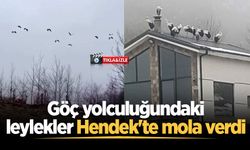 Göç yolculuğundaki leylekler Hendek'te mola verdi