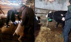 Karapürçek’te hayvanlara aşılama ve küpeleme yapıldı