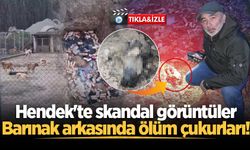 Hendek'te skandal görüntüler: Barınak arkasında ölüm çukurları!