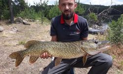 Turna balığı av sezonu açılıyor