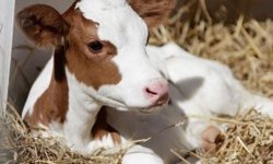 Yeni doğan buzağılar için kritik uyarı: İlk 30 dakika hayati önem taşıyor