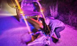 Yaralı köpek ihbarına jandarma müdahale etti