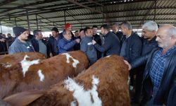 Kurban pazarlarında hareketlilik başladı