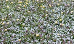 Baharda açan çiçekler beyaza büründü