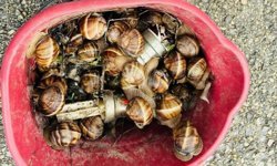 Kaçak toplanan 16 kilogram salyangoz ele geçirildi