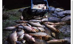 250 kilo ağırlığındaki 100 canlı sazan balığı kurtarıldı