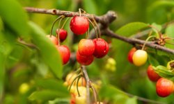 İlk kiraz rekor fiyatla satıldı