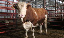 1,5 tonluk dev tosun, 950 bin liraya vitrine çıktı