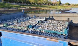 İznik Gölü’nde bereketli sezon...Gümüş balığında yüzler gülüyor
