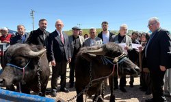 Kandıra'nın meşhur mandasına destek