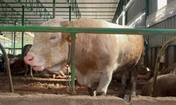 Tonluk boğa 400 bin liraya alıcı buldu