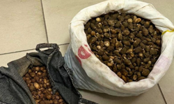 İzinsiz salep orkidesi yumrusu toplayanlara 700 bin lira ceza