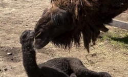 Ormanya'da doğan yavru deve neşe kaynağı oldu