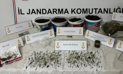 Saksıda kenevir yetiştirmiş