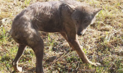Kurt yerleşim yerine kadar indi