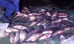 350 kilo sazanı jandarma kurtardı