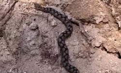 Türkiye'nin en zehirli yılanları arasında; Ormanda bulundu