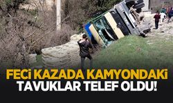 Devrilen kamyondaki tavuklar telef oldu