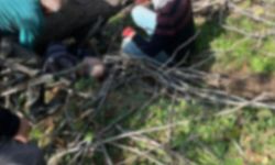 Kestiği ağacın altında kalarak yaralandı