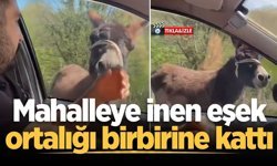 Mahalleye inen eşek ortalığı birbirine kattı