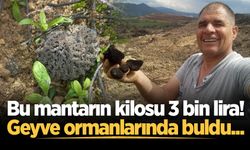 Bu mantarın kilosu 3 bin lira! Geyve ormanlarında buldu...