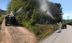 Sakarya'da kahverengi kokarca ile mücadele yoğunlaştı
