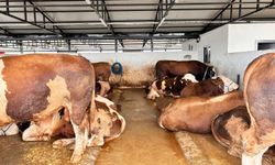 Kurban Bayramı yaklaşırken; Kurbanlık fiyatlarında son durum