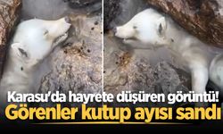 Karasu'da hayrete düşüren görüntü! Görenler kutup ayısı sandı