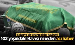 Adapazarı'nda asırlık çınar hayatını kaybetti