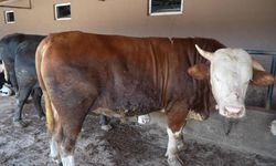 1 ton 300 kiloluk tosun alıcısını bekliyor