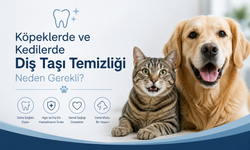 Köpeklerde ve Kedilerde Diş Taşı Temizliği Neden Gerekli?