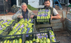 Kabağın fiyatı tarlada 30 lira