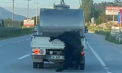 Kurbanlığa eziyete 31 bin lira ceza