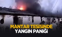 Mantar tesisi yandı