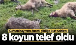 Kurban bayramı öncesi çiftliğe kurt saldırdı: 8 koyun telef oldu