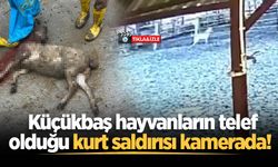 Küçükbaş hayvanların telef olduğu kurt saldırısı kamerada!