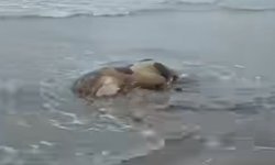 Karasu'da sahile ölü inek vurdu