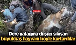 Dere yatağına düşüp sıkışan büyükbaş hayvanı böyle kurtardılar