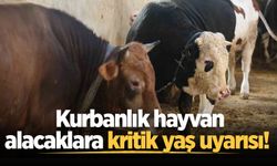 Kurbanlık hayvan alacaklara kritik yaş uyarısı!