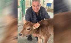 Kaynarca'da süt üreticisi böyle isyan etti: "Bu fiyat emeğin infazıdır"