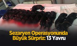 Sıra dışı doğum; Tam 13 yavru